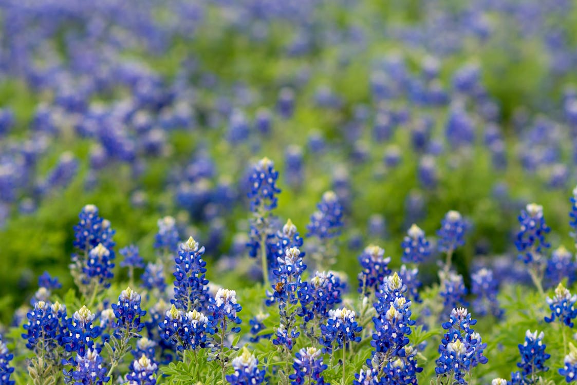 Princeton, TX: The Fastest Growing City in Texas as of 2025
